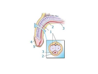 структура пеніса